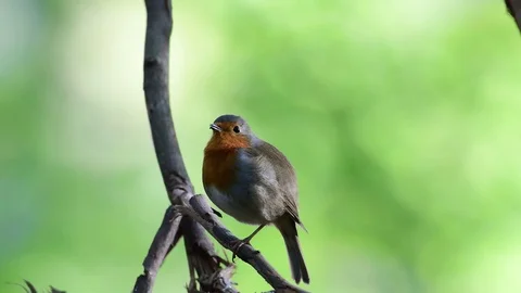 Robin sing in the forest Stock Footage 99227755