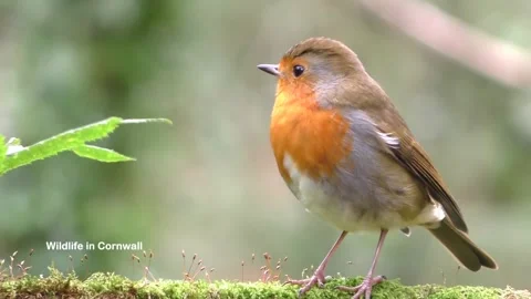 Robin Singing Bird Video stock 229608240