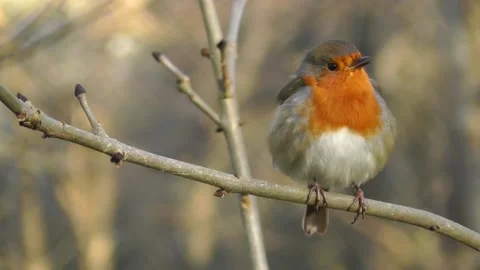 Robin Singing Bird Stock Footage 229608808