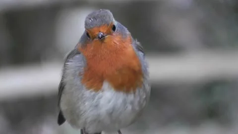 Robin Singing Bird Stock Footage 229614209