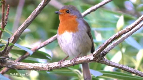 Robin Singing Bird Stock Footage 229615459