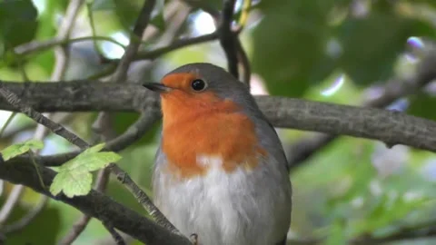 Robin Singing Bird Stock Footage 229617263