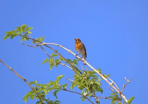 Robin singing on a branch Fotos de archivo