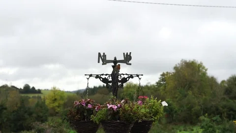 Robin singing in a flower garden. Stock Footage 82371601