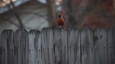 Robin singing Stock-Footage 47859787