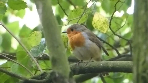 Robin singing Stock Footage 93393984