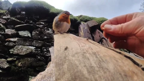Robin singing on a log and flying away Stock Footage 169188080