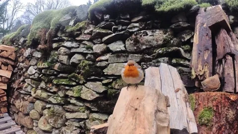 Robin singing on a log Stock Footage 169188121