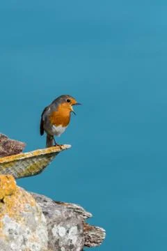 Robin singing Stock Photos