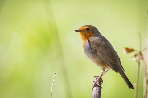 Robin singing Stock Photos
