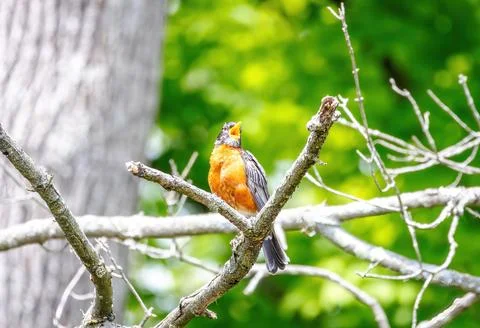 Robin Singing Stock Photos