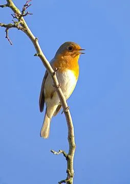 Robin singing in the springtime Stock Photos