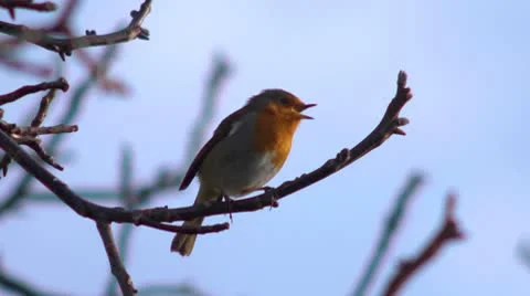 Robin singing in a tree, with audio. Stock Footage 10607101