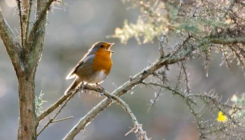 Robin singing in a tree Stock Photos