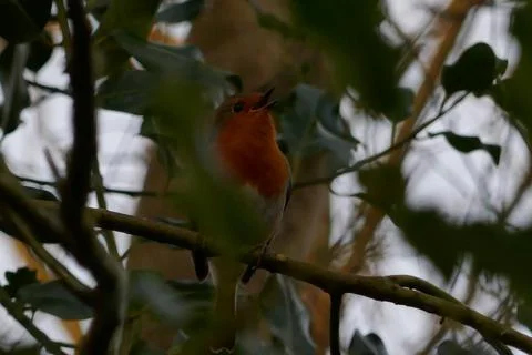 Robin singing in a tree Stock Photos