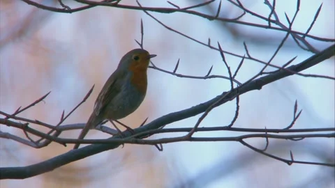 Robin singing in a tree in springtime Stock Footage 267708171