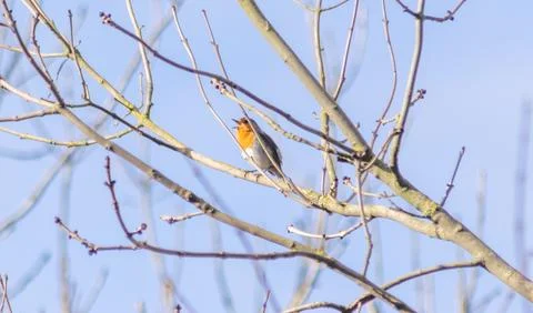 Robin singing in the trees Stock Photos