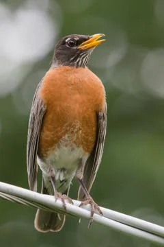 Robin singing on a wire in hdr Stock Photos