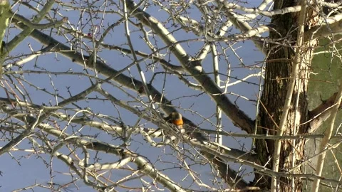 A robin sits on a bare winter branch of a tree and flies away - sunny day Stock Footage 148477808