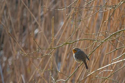 A robin sits on a branch and looks into the camera Stock Photos