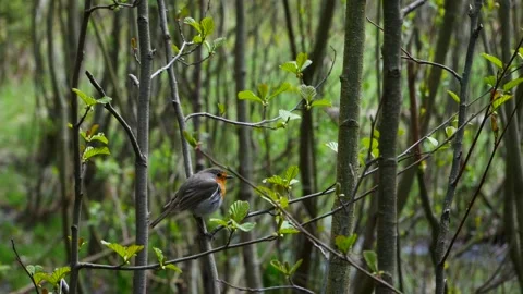 A robin sits on a branch in the forest and flies away. 스톡 동영상 153804061