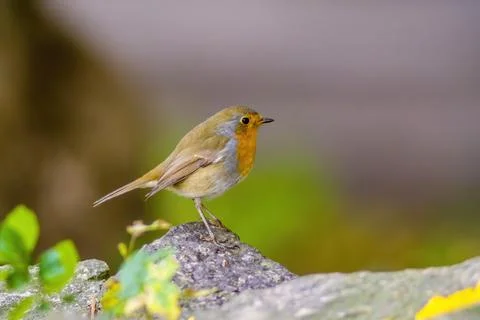 Robin sits on a branch looking for food Stock Photos