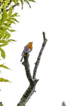 Robin sits on a branch on top of a tree with a white sky background Stock Photos