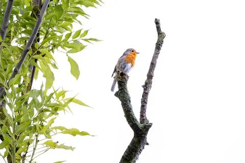 Robin sits on a branch on top of a tree with a white sky background Stock Photos