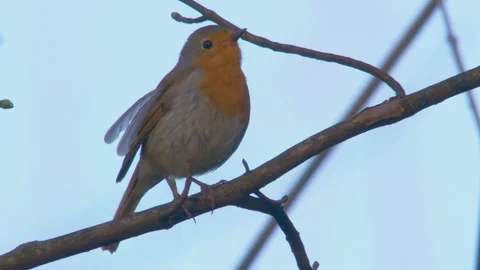 Robin sits in a tree and sharpens its beak Stock Footage 267708176