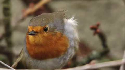 Robin sits in the tree and stretches Stock Footage 299929568