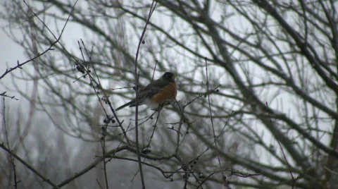 Robin sits in a tree - first sign of spring (High Definition) Stock-Footage 67860