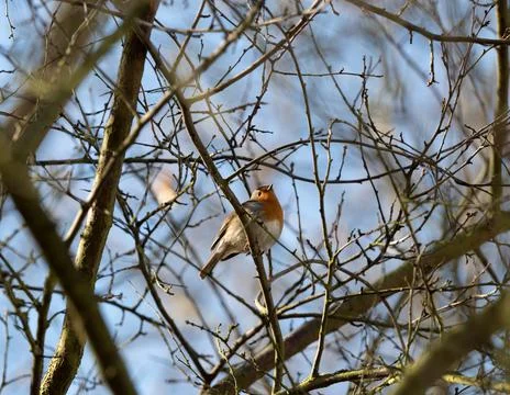 A robin sits on a tree in jena at spring Stock Photos