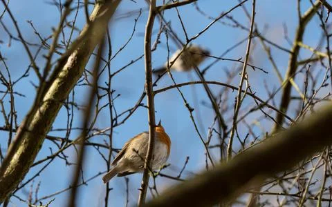 A robin sits on a tree in jena at spring Stock Photos