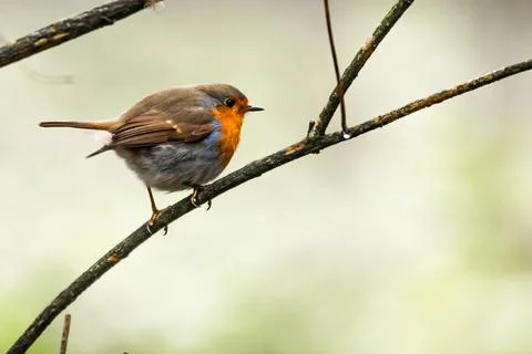 Robin sitting on a branch in the forest Stock Photos