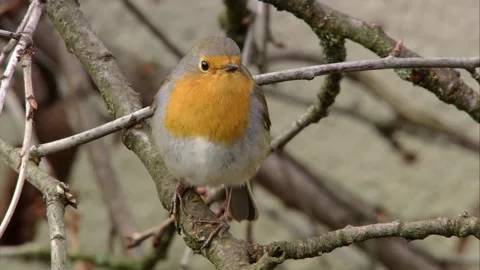Robin  sitting on a branch in winter  Stock Footage 299929574