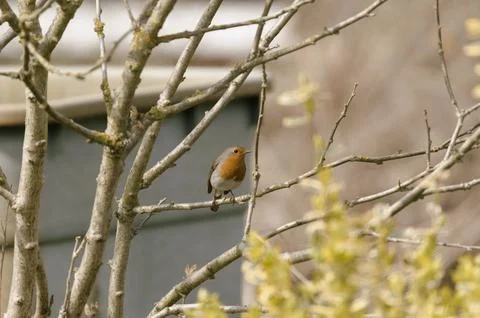 Robin sitting in the bush Stock Photos