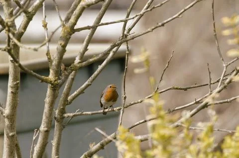 Robin sitting in the bush Stock Photos