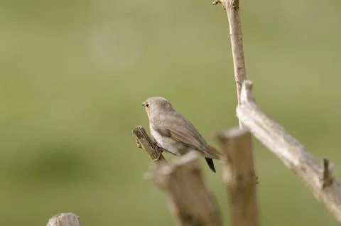 Robin sitting in the bush Stock Photos