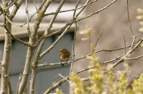 Robin sitting in the bush Stock Photos