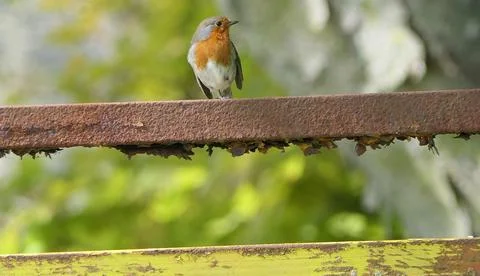 Robin sitting on a gate Stock Photos