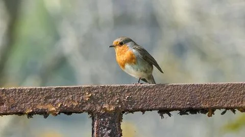 Robin sitting on a gate Foto stock