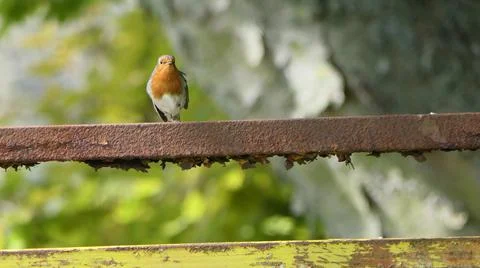 Robin sitting on a gate Stock Photos