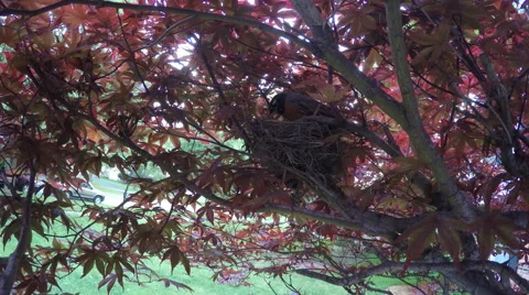 Robin Sitting on Nest Stock Footage 50766852