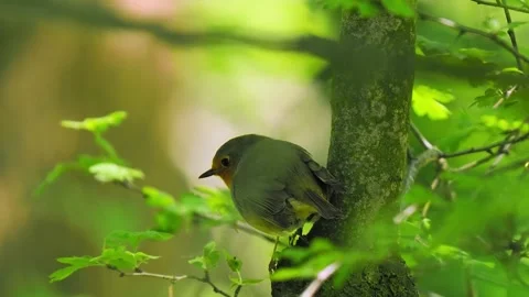 Robin is sitting on a tree and an ant is running ant, high quality sound Stock Footage 294621610