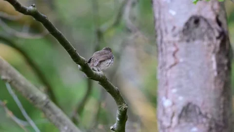 Robin sitting in the tree and fly up, spring Stock Footage 154531343