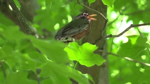Robin sitting in tree chirping Stock Footage 65100030