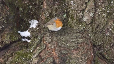 Robin sitting in a tree  Stock Footage 299929637