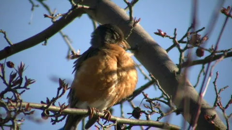 Robin is sitting in a tree, grooming itself (High Definition) Stock Footage 360346