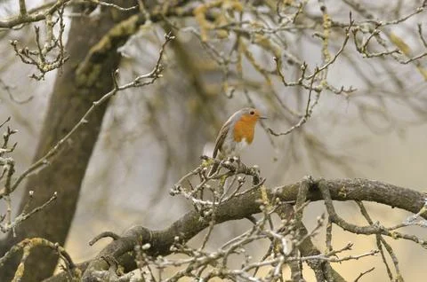 Robin sitting in the tree Stock Photos