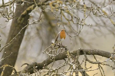 Robin sitting in the tree Stock Photos